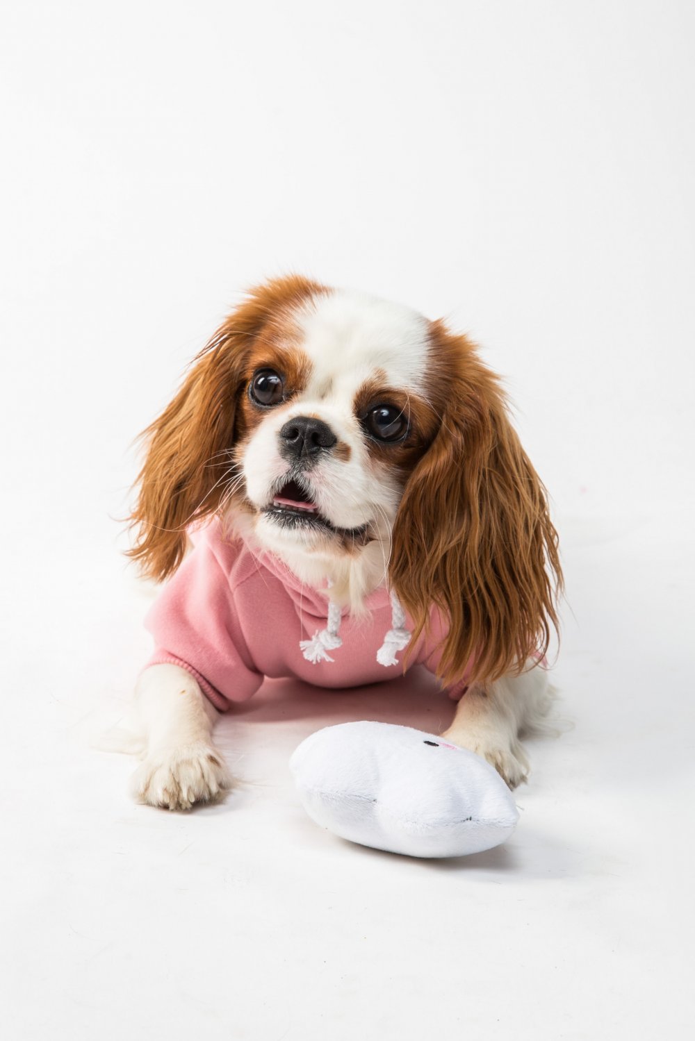 Hundelegetøj kan være med til at gøre hunden klogere
